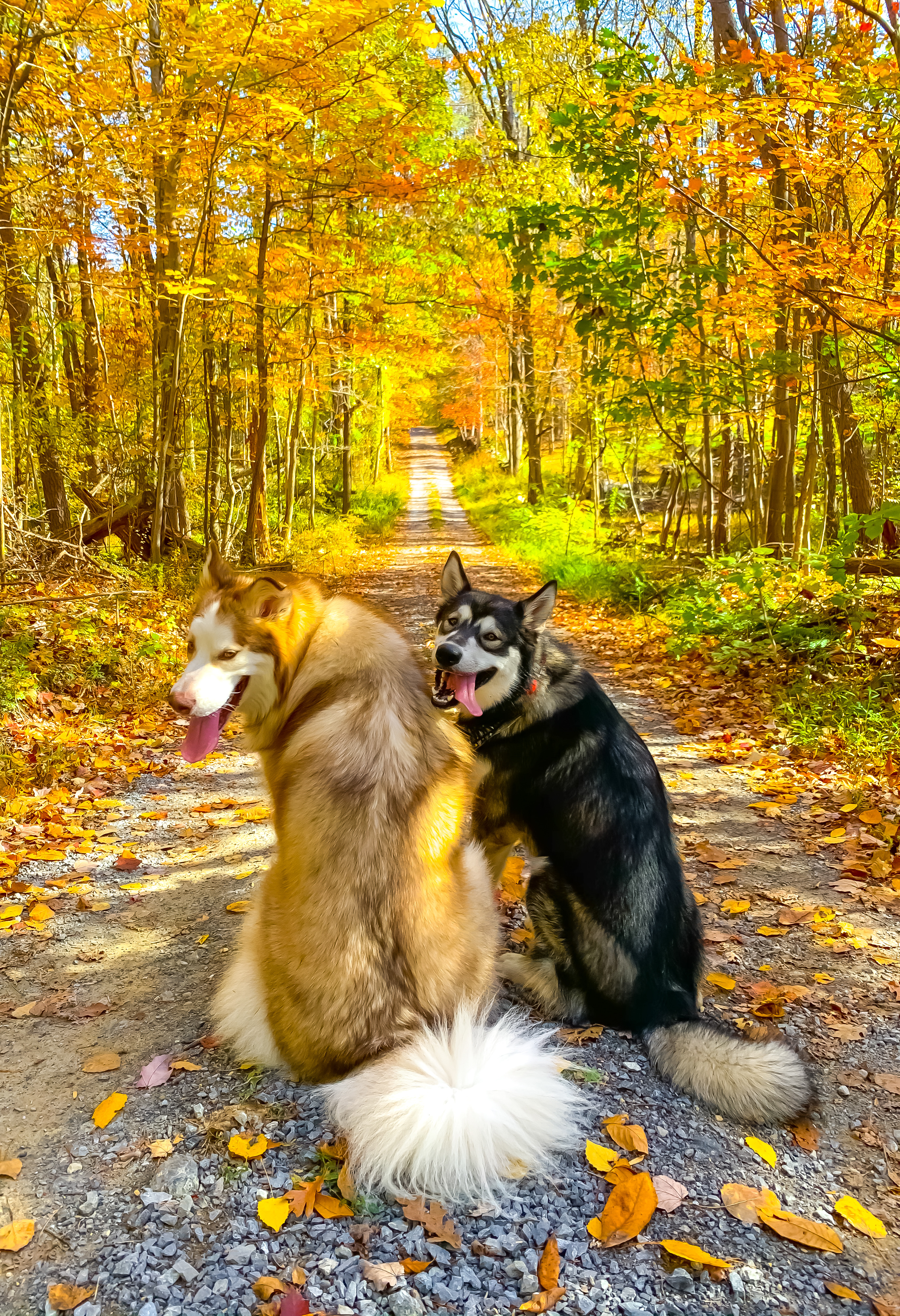 Two Alaskan Malamutes in colorful Autumn